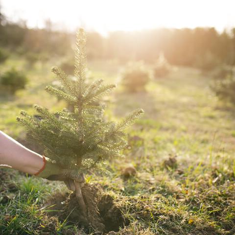A person planting a pine tree sapling.